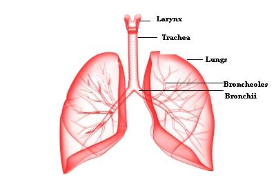 respiratory system - body systems
